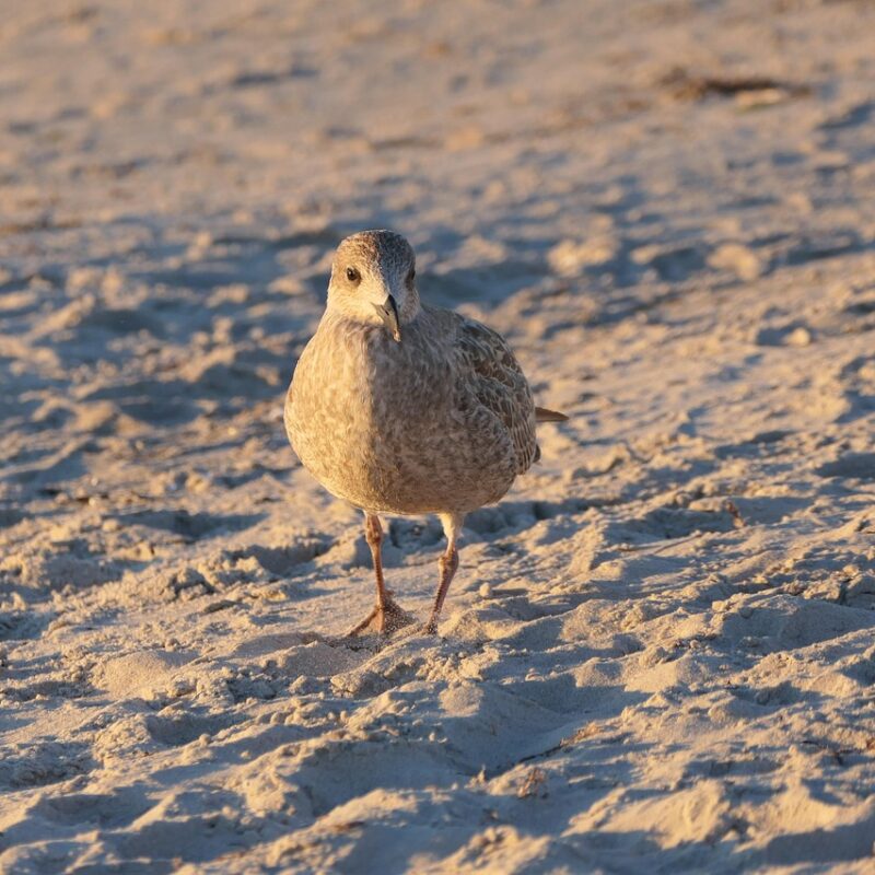 Kaip Baltijos šalių įmonės naudoja socialinę atsakomybę kaip konkurencinį pranašumą: sėkmės istorijos ir pamokos