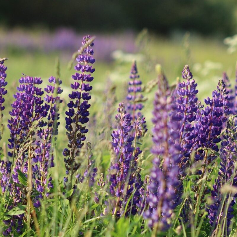 Kaip CSR Baltic keičia verslo reputaciją Lietuvoje: realūs atvejai ir išmatuojami rezultatai